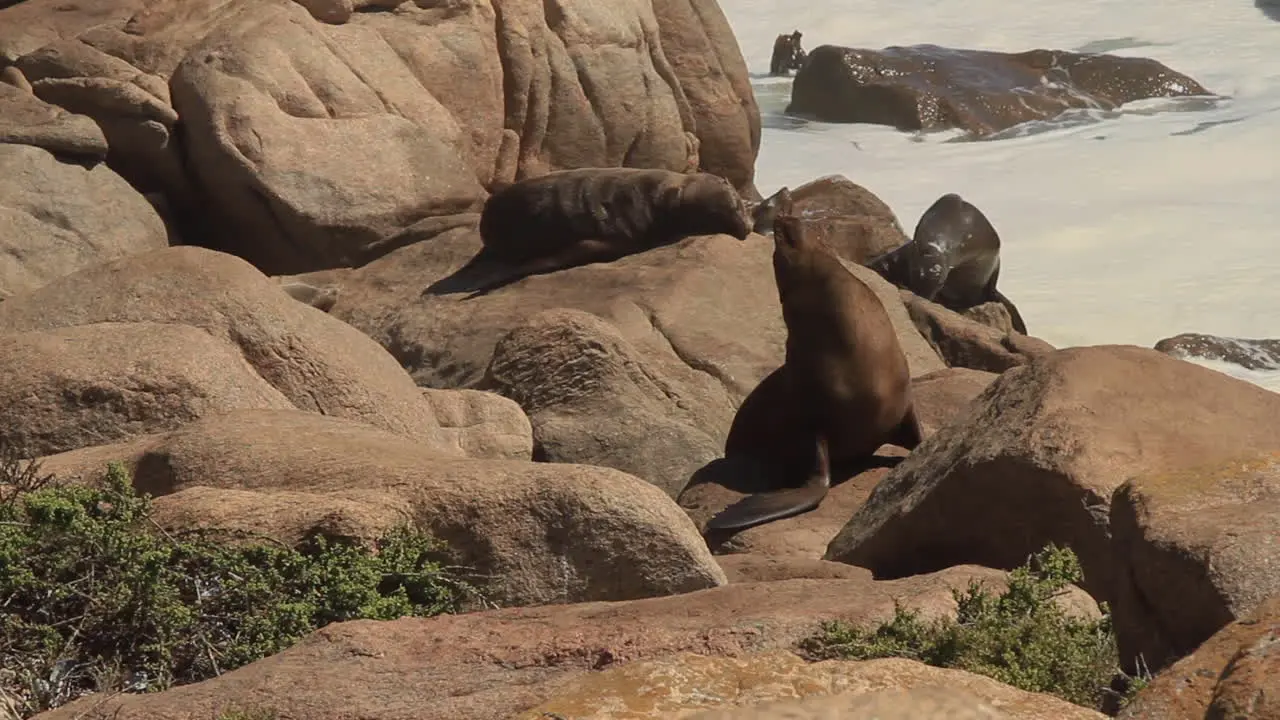 Seals on the Coast in colony