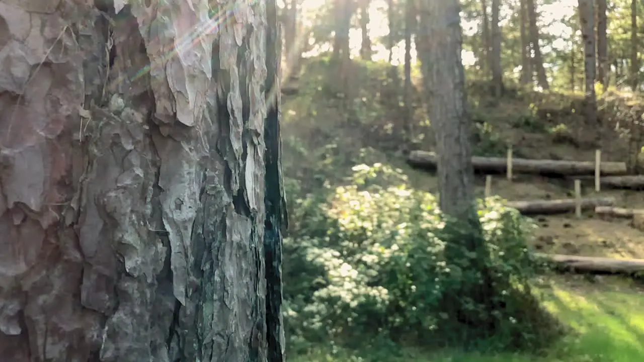 View of the forest with close up on tree bark