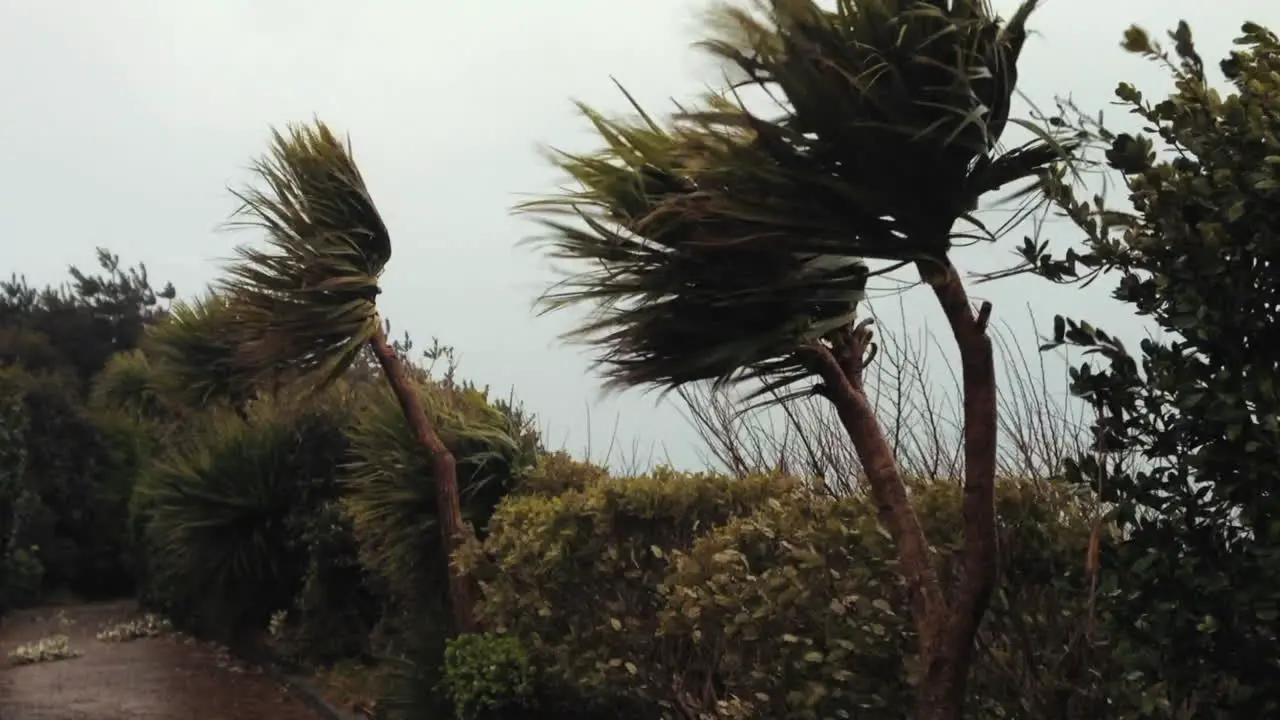 Trees swaying and island battered by storm force winds in Channel Islands UK