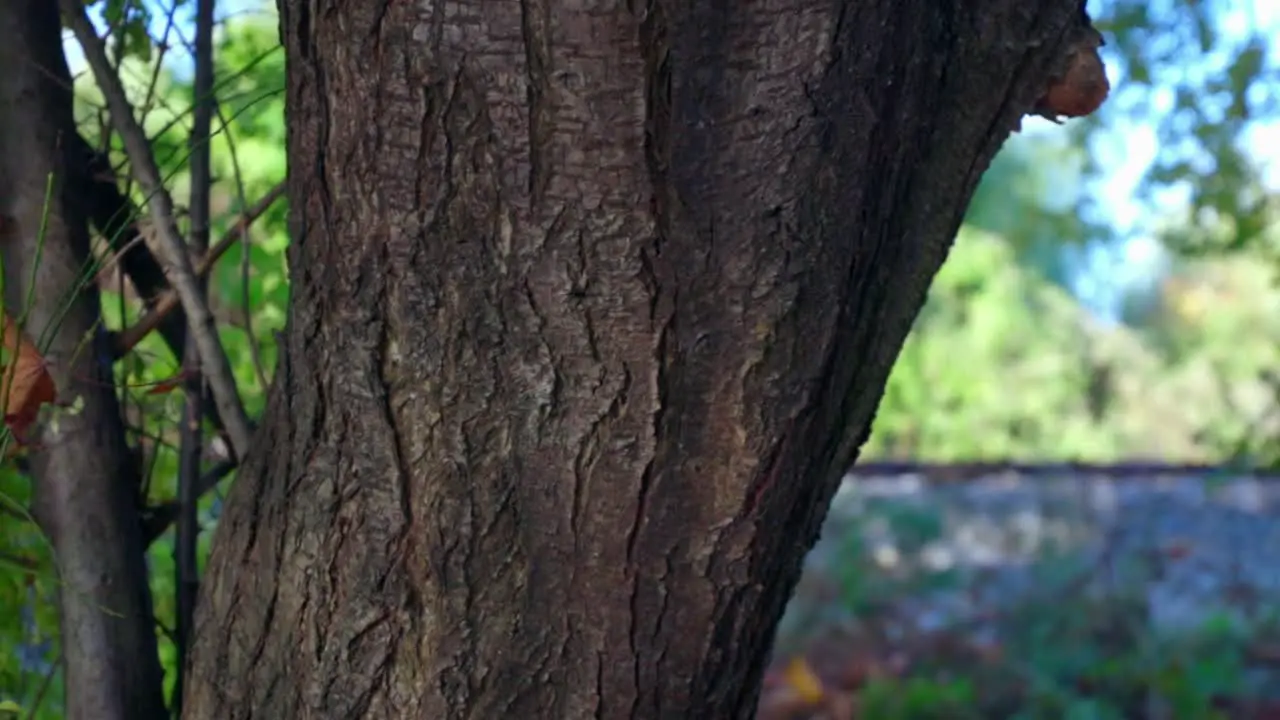 Tree trunk with train tracks in the background peaceful nature slow motion