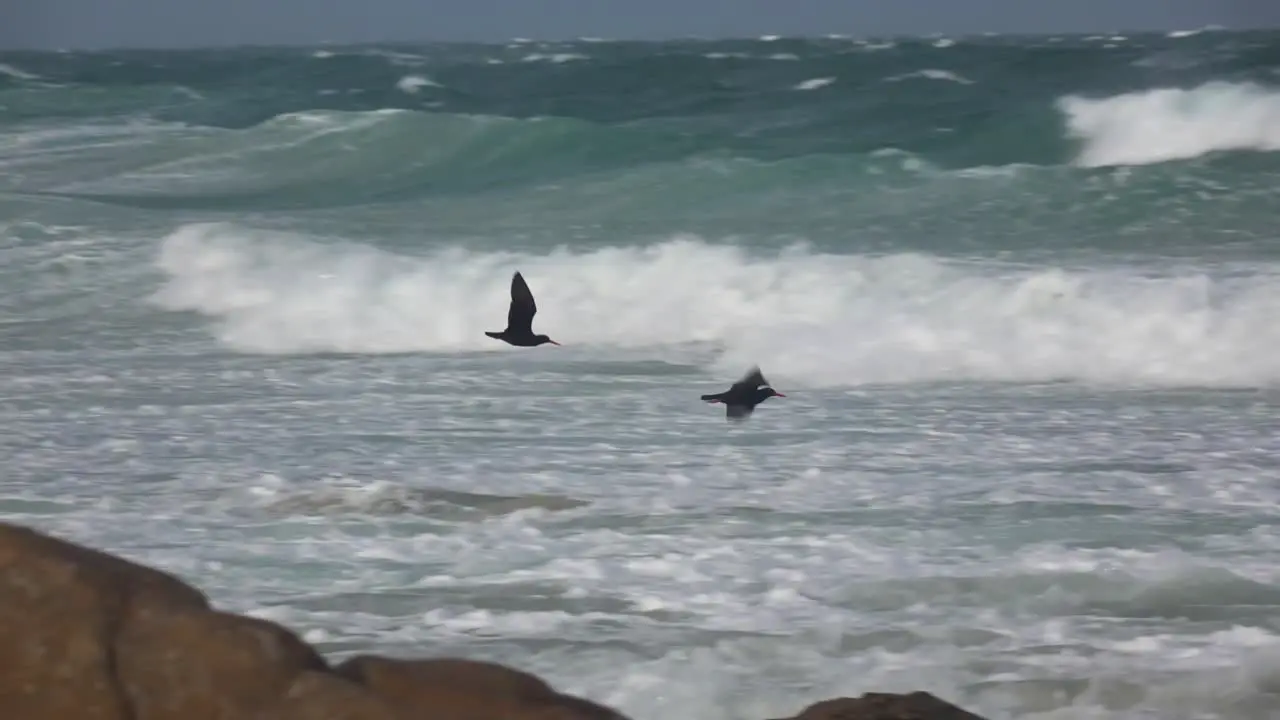 oyster catchers flying along the coast