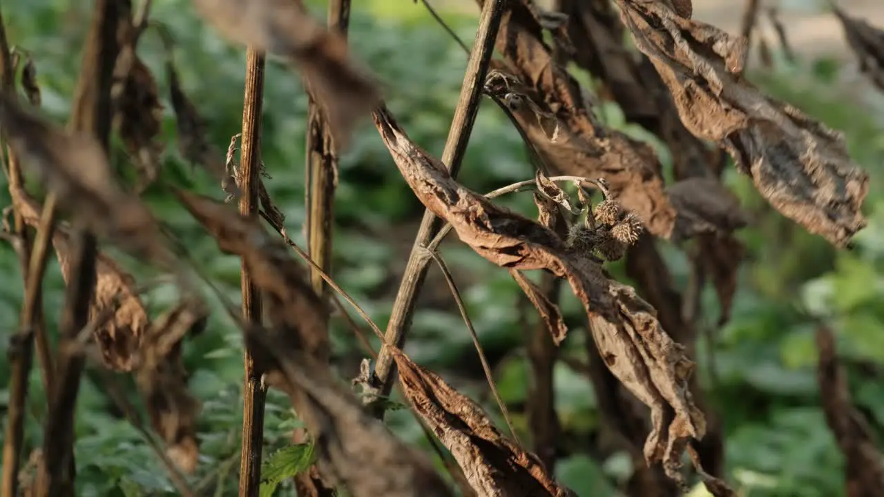 Brown dead leaves swaying in the wind