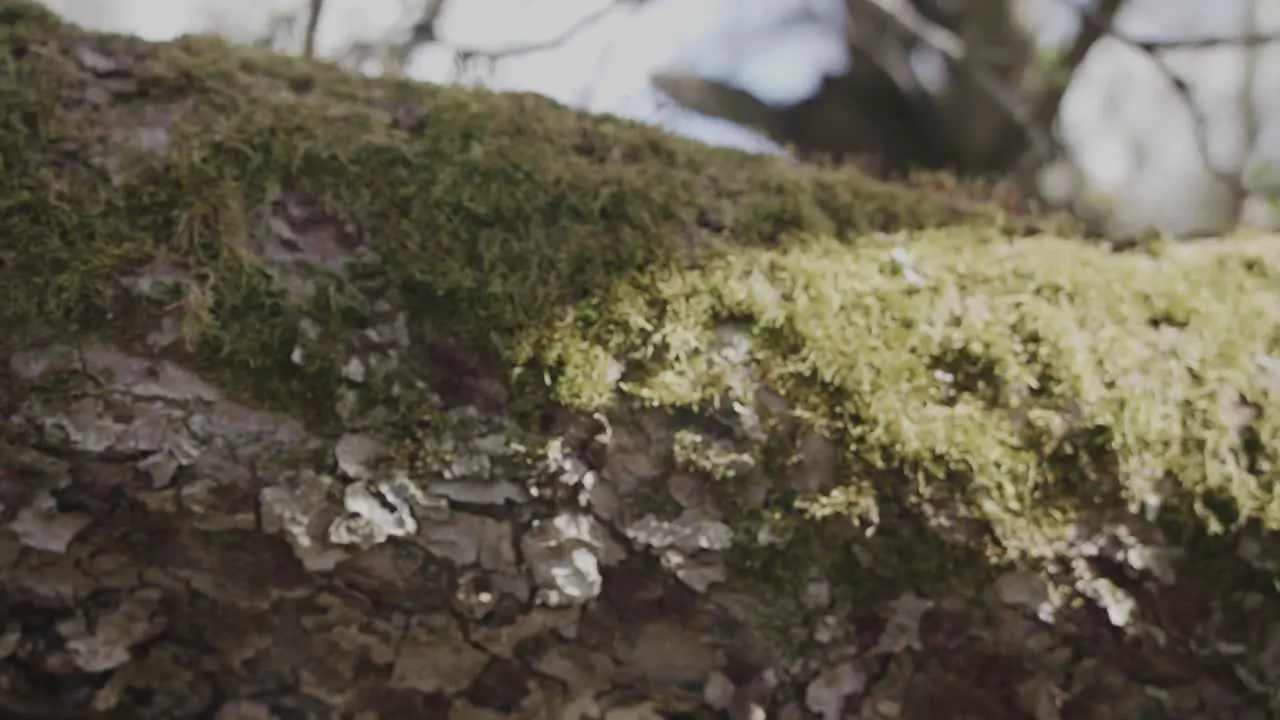 Slow dolly shot showing a large tree branch with old bark and green moss growing bright sunny daylight