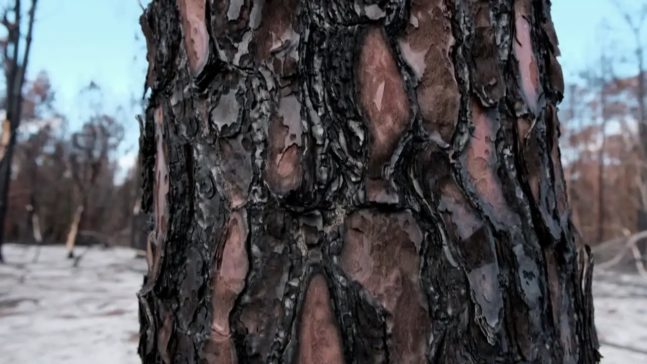 Burnt tree trunk and bark