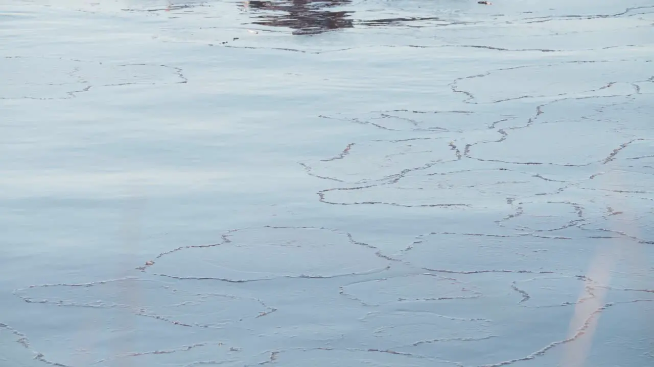 Aquatic Plant Floating In The Calm Water