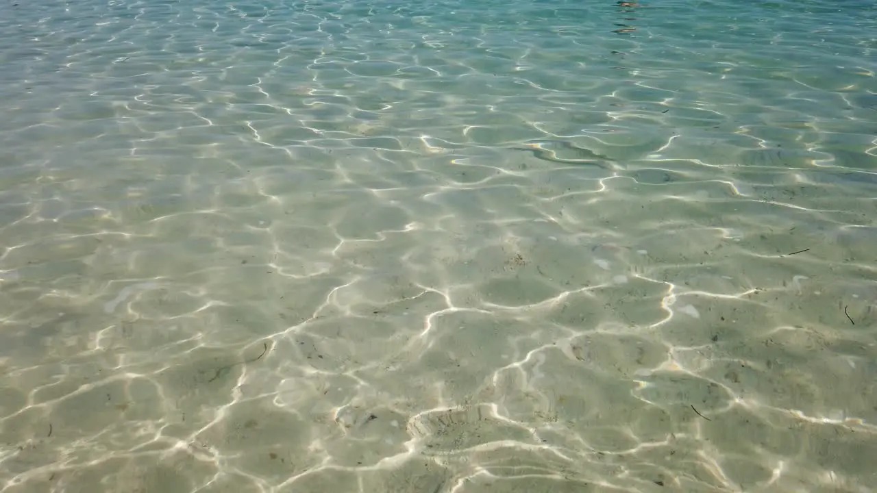 Small barracuda in shallow ocean water near shore with sandy bottom