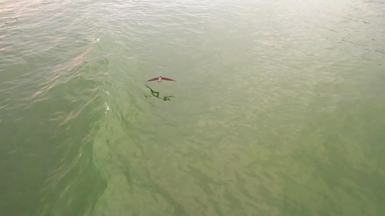 Drone Tracking Peruvian pelican over water as it flies touching the water and then goes up into the beautiful sky