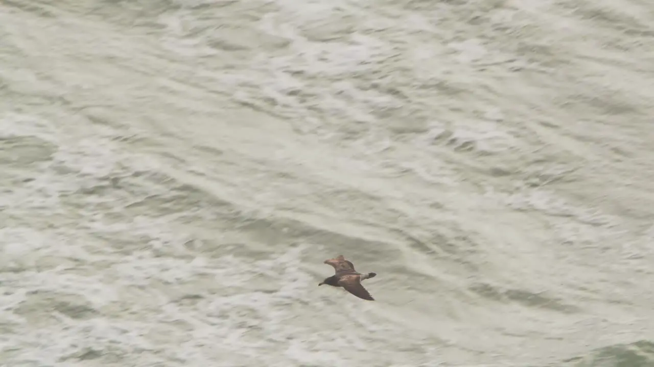 Brown Skua Glides across the rocky shore on to the sea with soaring waves in search of its next meal tracking shot