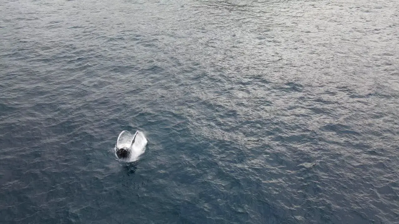 Humpback Whale Breach In Blue Ocean Near Bondi Beach