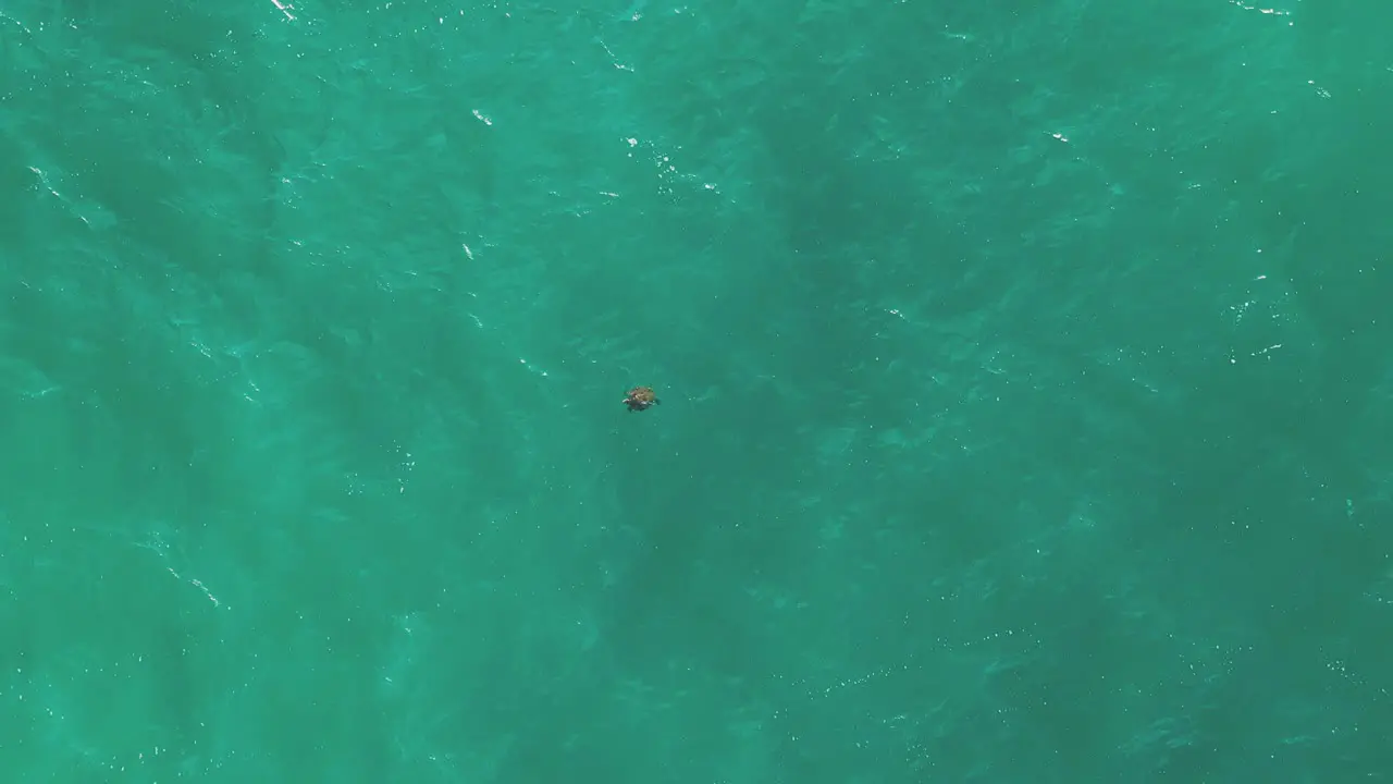 Sea turtle aerial top down view in the ocean