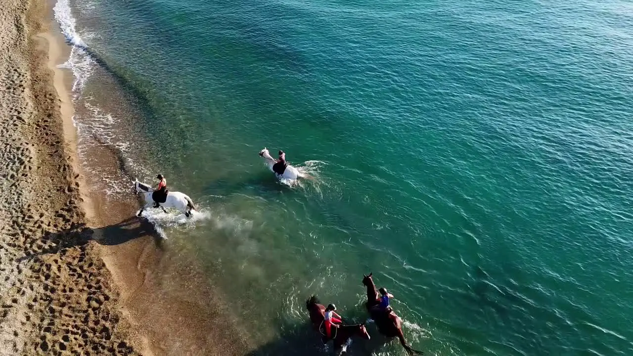 Aerial drone top down showing group of horses having fun in blue water of ocean near beach in summer