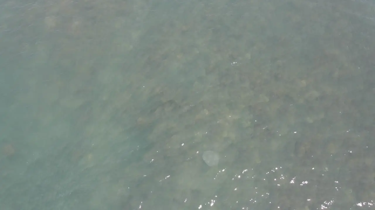 Aerial View Of The Stingray Swims Above The Coral Reef In Thornton Beach In Queensland Australia