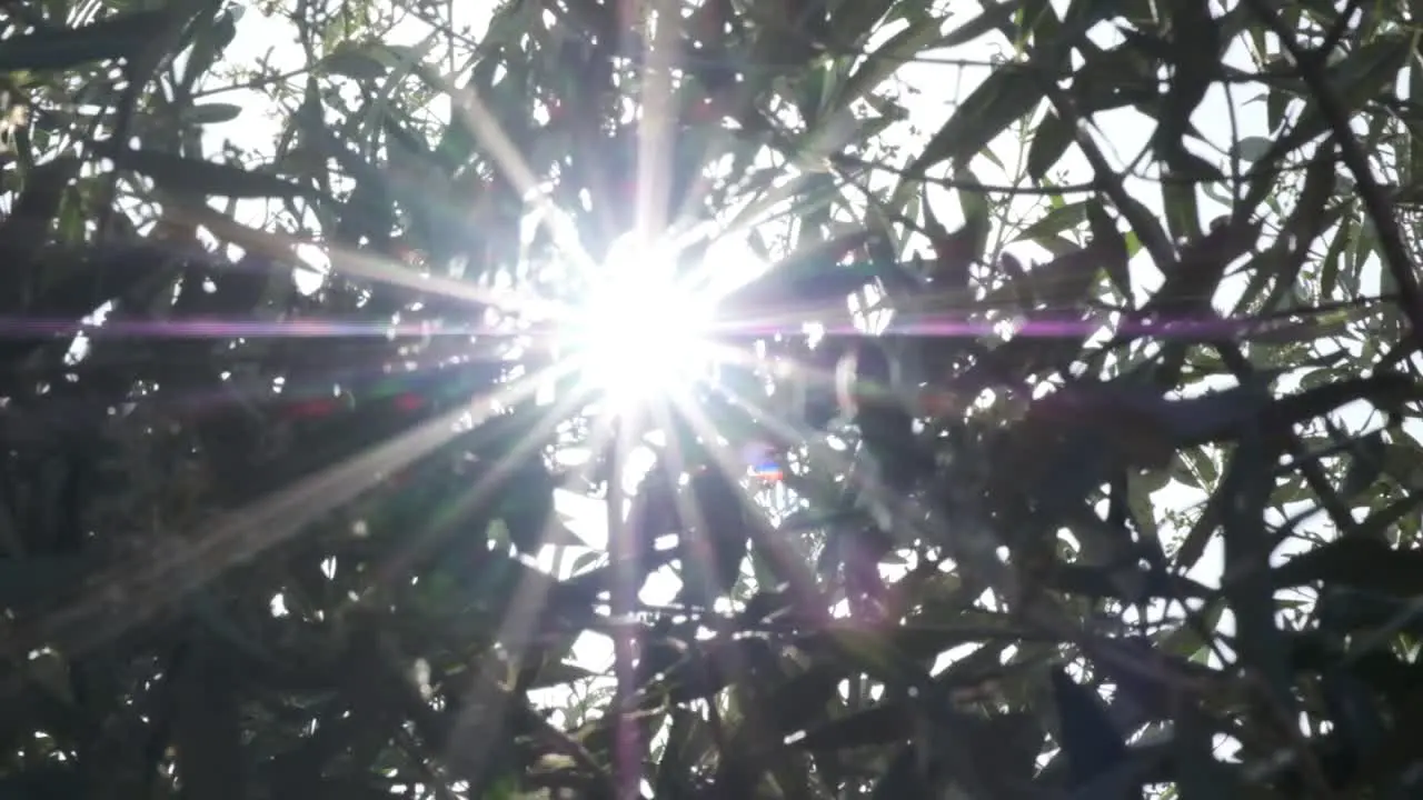 Solar sun flares shining through olive tree foliage in a soft and dreamy way