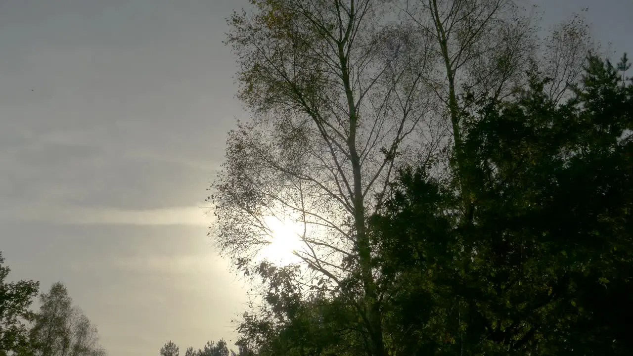 Sun rays emerging though the green tree branches