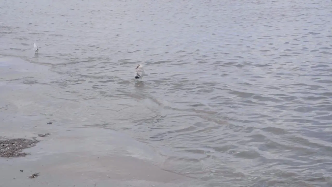 Seagull standing in the water of the North Sea trying to gorge a starfish