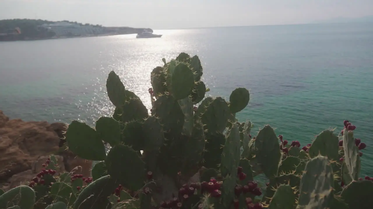 Cactus by the coastline with sea and sunset in background