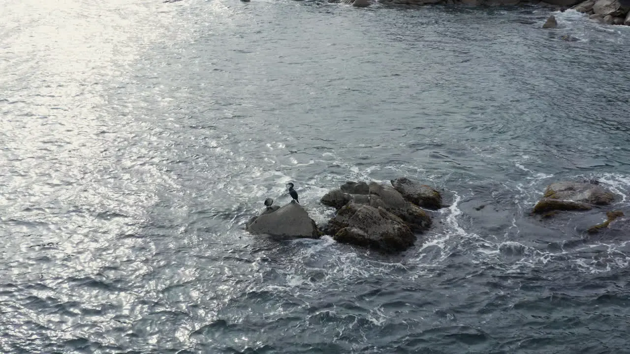 Two sea birds sitting on big stones awashed by waves near a costline with bigstones