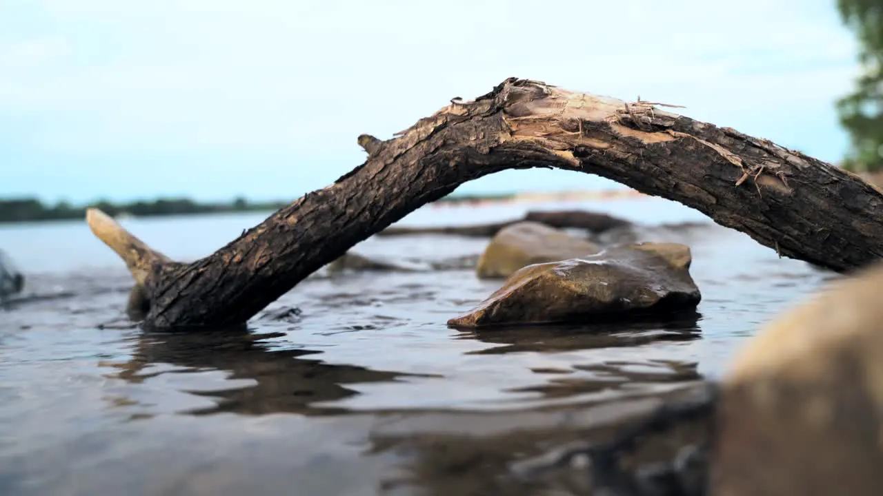 Broken tree branch on beach