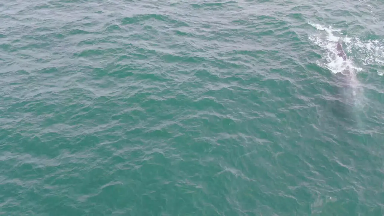 Humpback whale surfacing and blowing air 