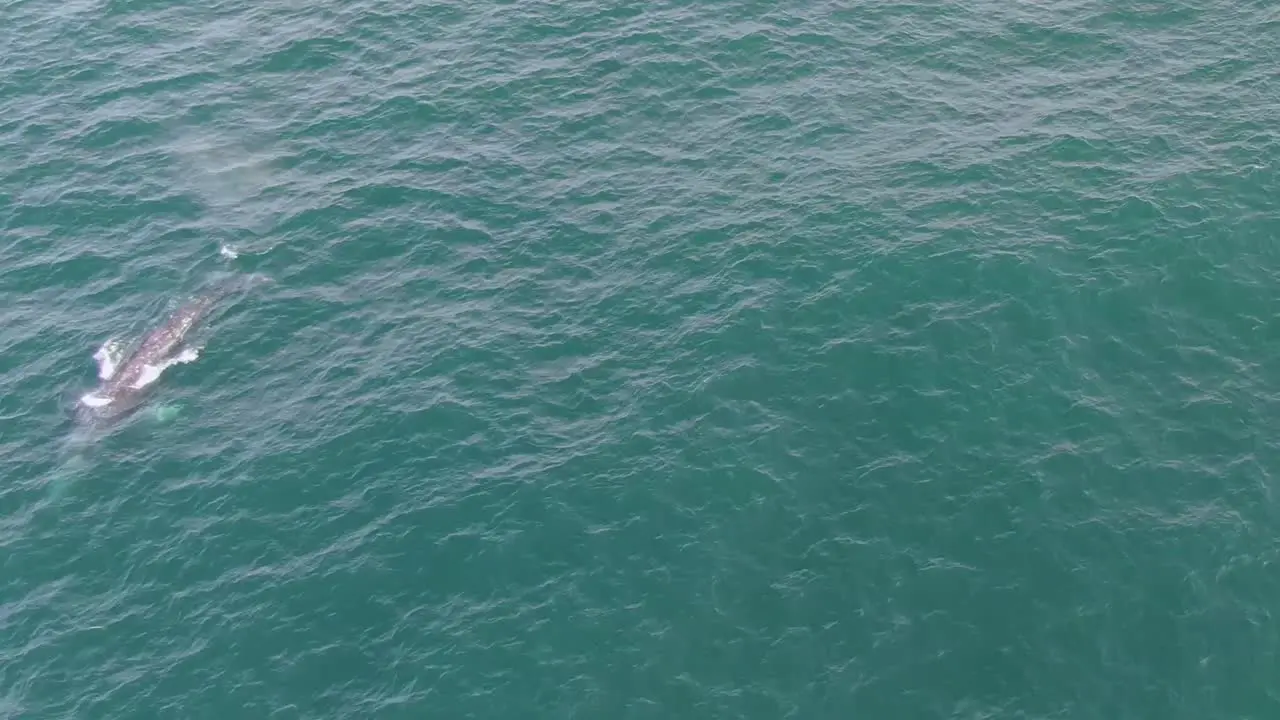 Humpback whale head on surfacing and blowing air 