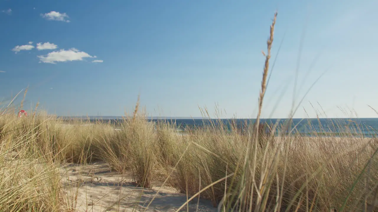 Bushes on the beach shaken by the wind