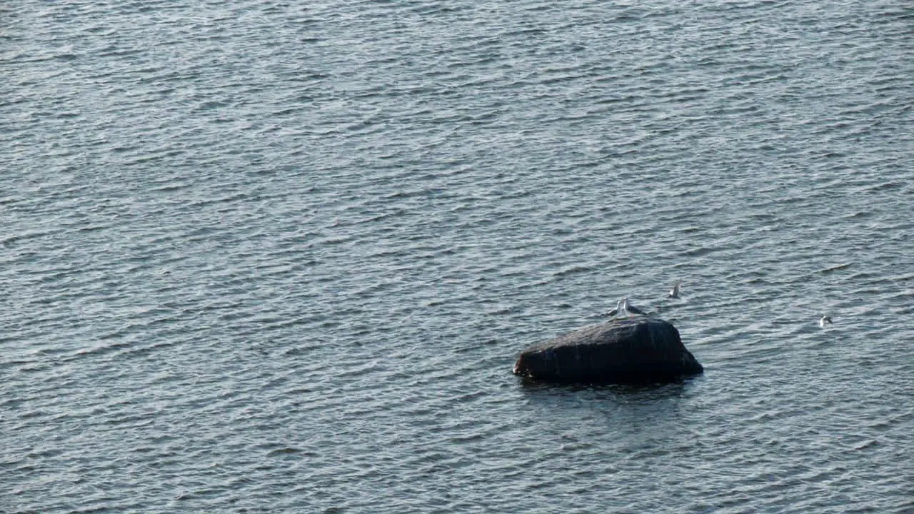 animal romance seagulls on rock making out copyspace