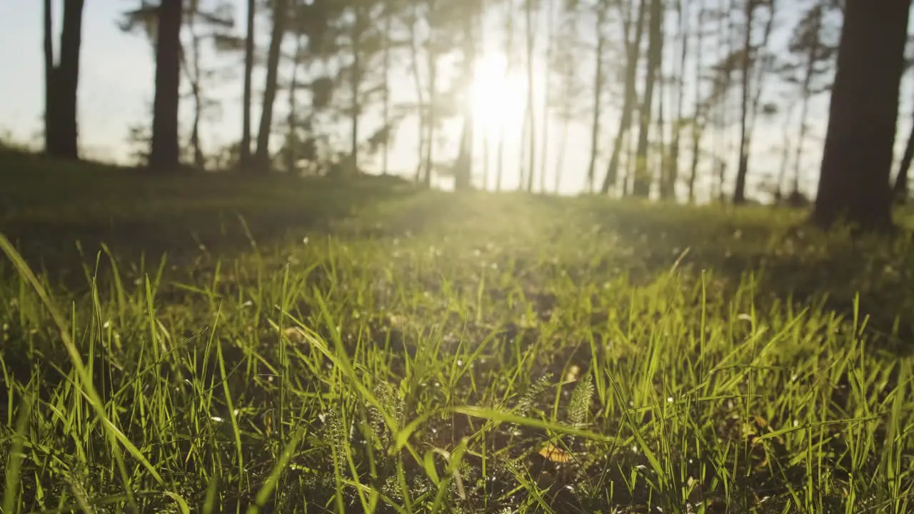 Green Grass Grows In A Pine Forest At Sunset