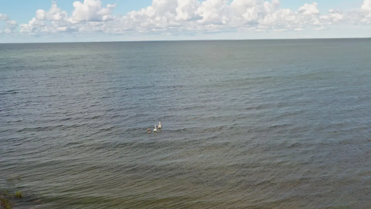 Family of swans swimming on the waves