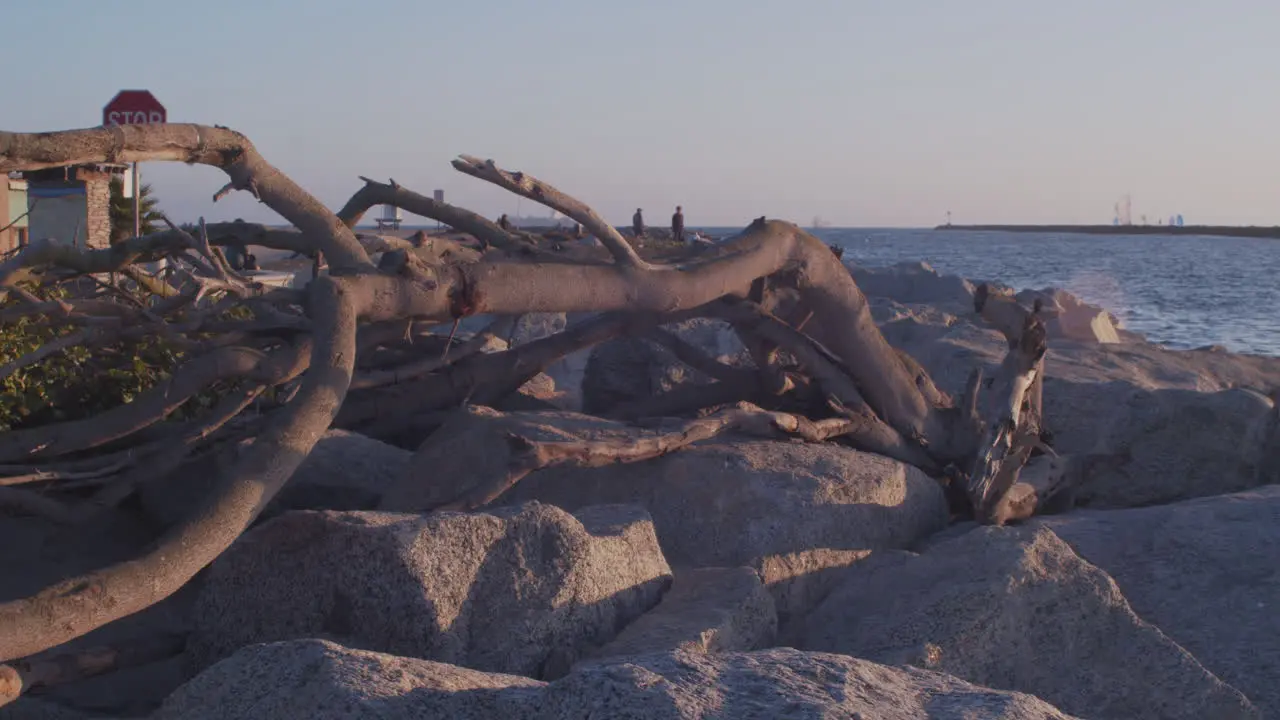 A fallen tree by the seaside