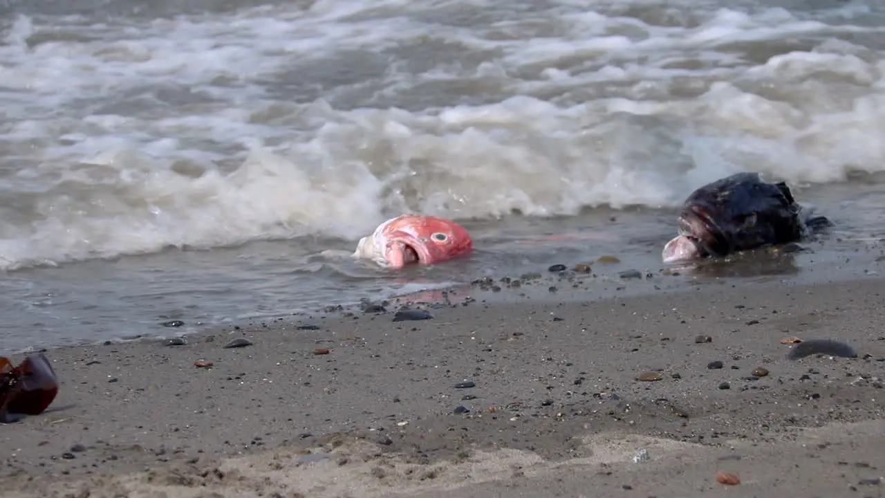 Glaucous-Winged Gulls eating fish that have washed ashore at the beach on the Kenai Peninsula in Alaska