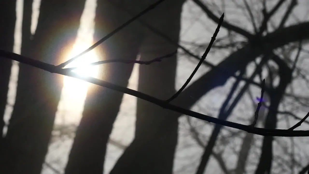 Ring Around Sun Through Trees