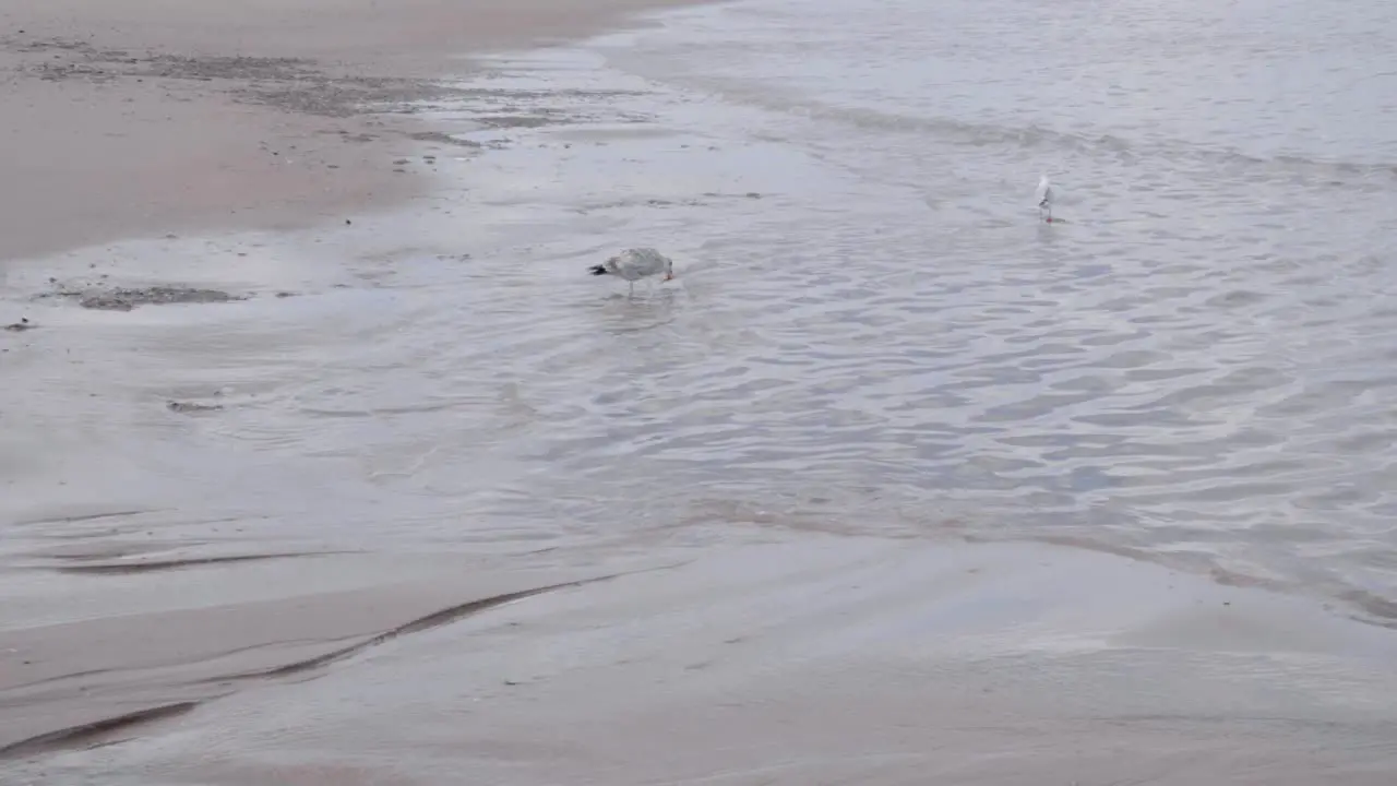 Starfish Caught In The Beak Of A Seagull In The Belgian Coast wide slow motion