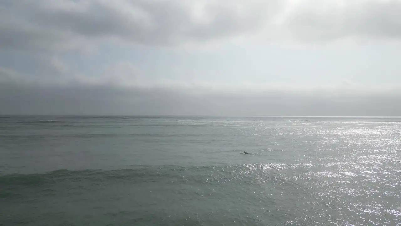 Aerial dolly forward shot of a sea with calm waves and surfers swimming on surfboards while the sun reflects on the water