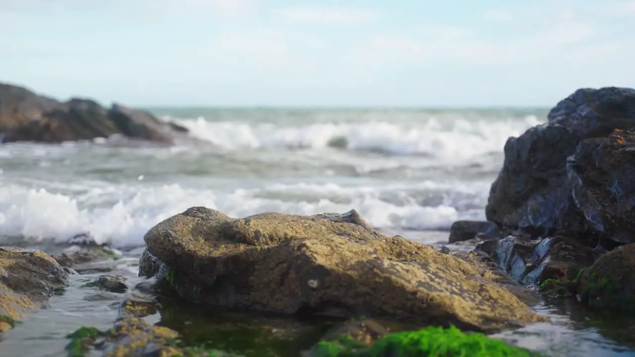 Rock an algae at the beach with focus shifting from the foreground into the background