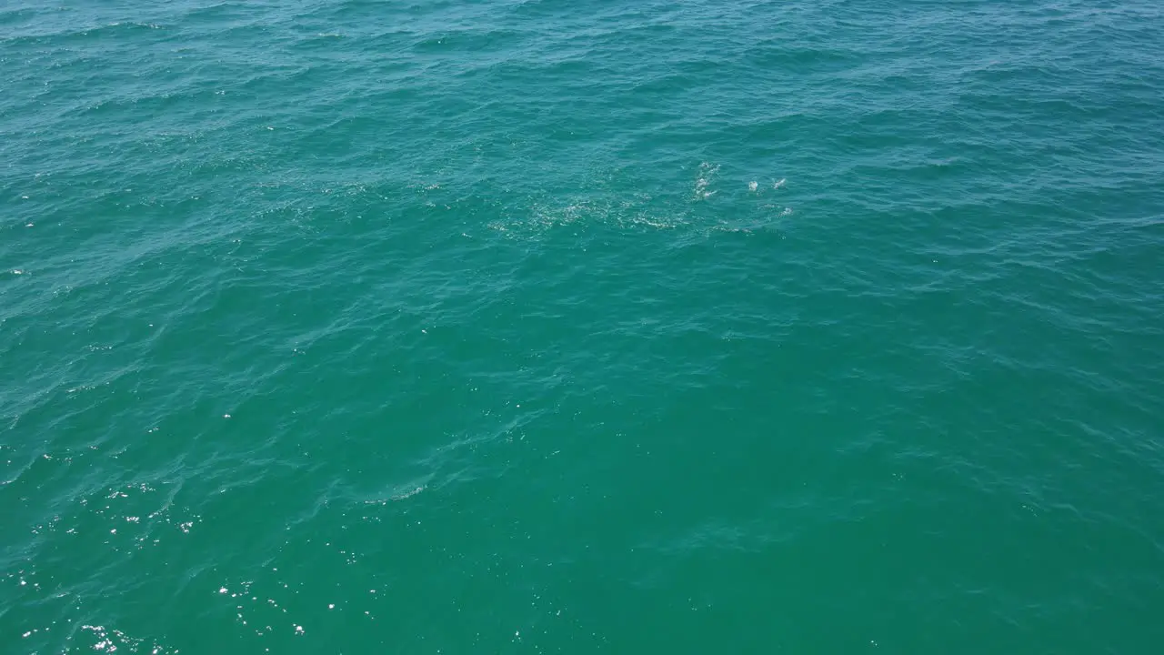 Marine Fish Moving Fast In The Sea Surface In Queensland