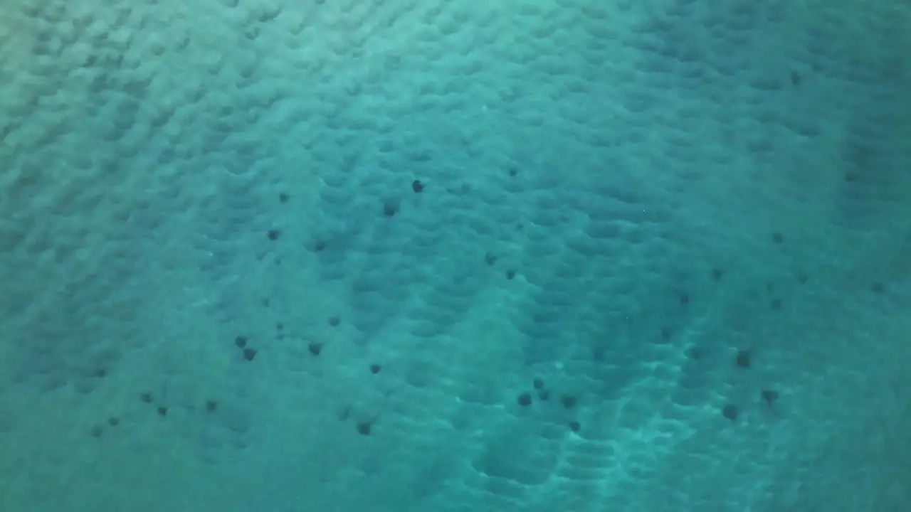 Aerial view above sting rays in turquoise ocean water top down drone shot