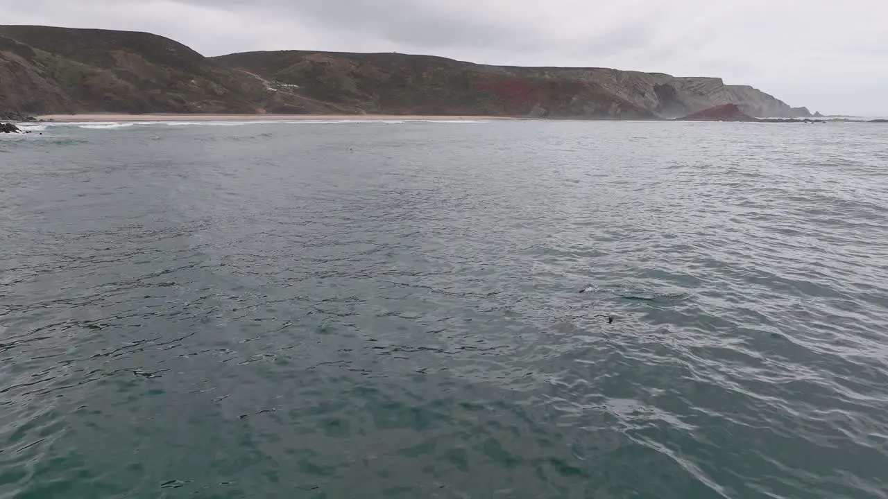 Happy dolphins swim in ocean at Algarve coast in Portugal