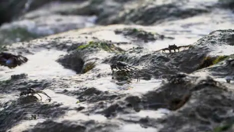 Long Shot of Waves Crashing On Crabs Sitting On Rocks