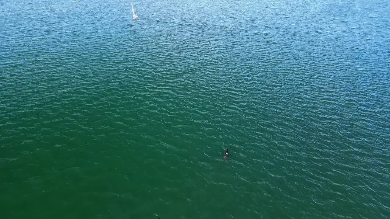 Dolphins swimming behind small yacht