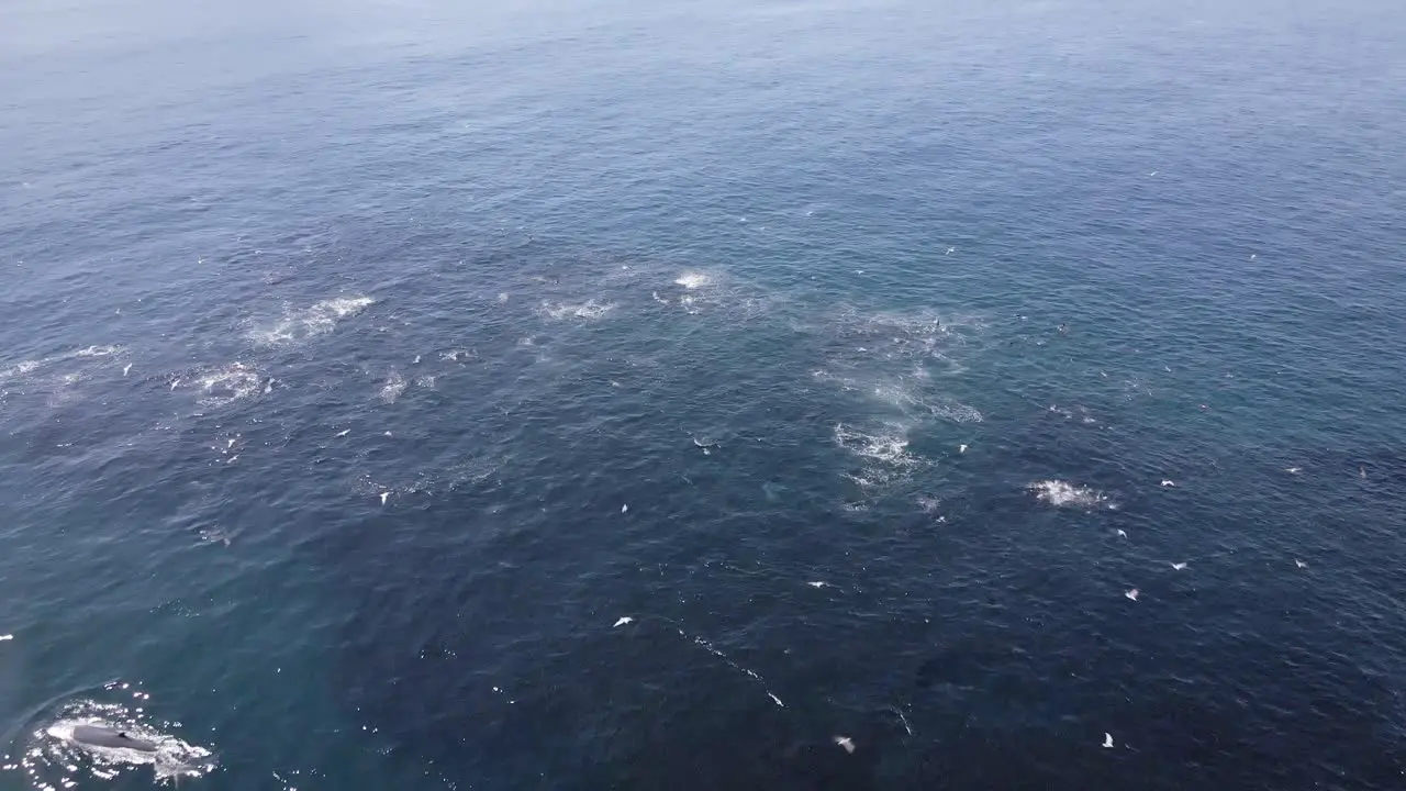 Feeding frenzy of a large bait ball by variety of aquatic predators