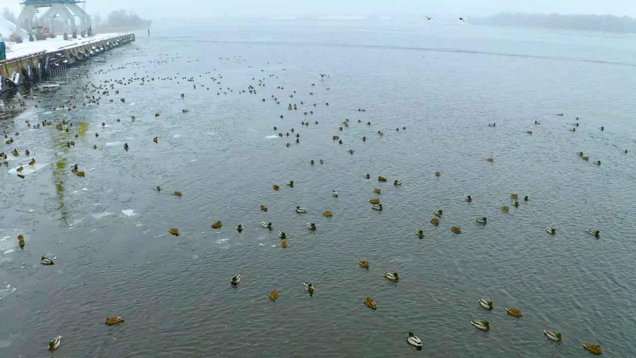 Lots of ducks in port in winter view from drone