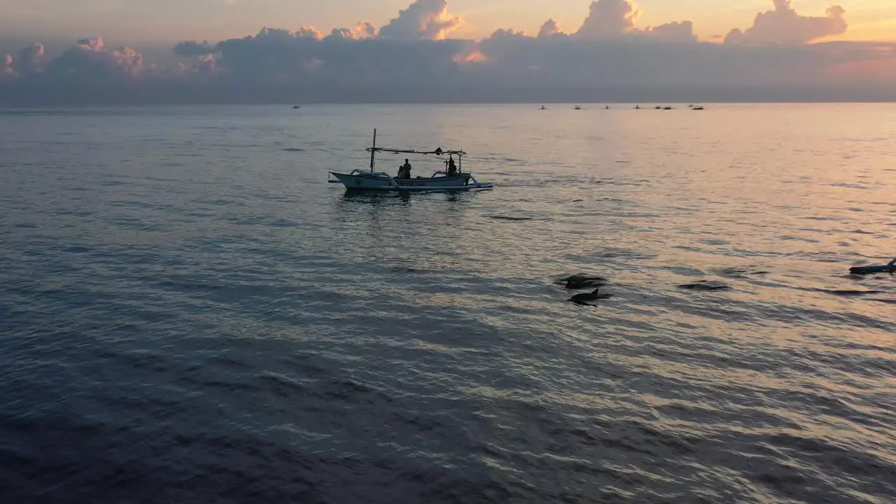 aerial of pod of dolphins swimming in calm flat ocean at sunrise in Lovina Bali Indonesia surrounded by tourists on boat tour