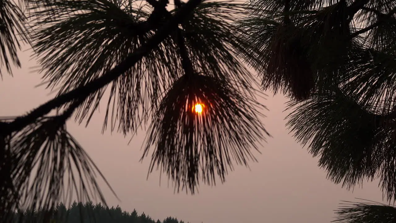 Sun glows through pine needles