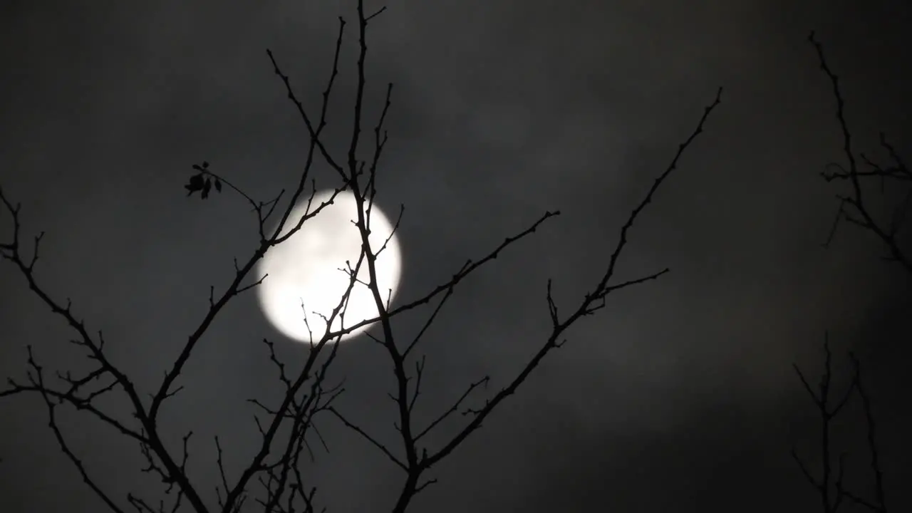 Moon behind the branches of a tree with clouds passing