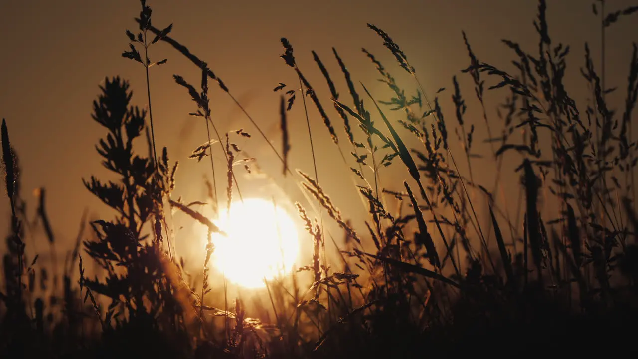 The Setting Sun Shines Through The Waving Grass