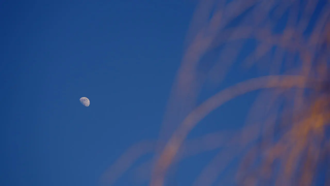 Slow dolly shot of the clear skies with the moon shining bright with reeds