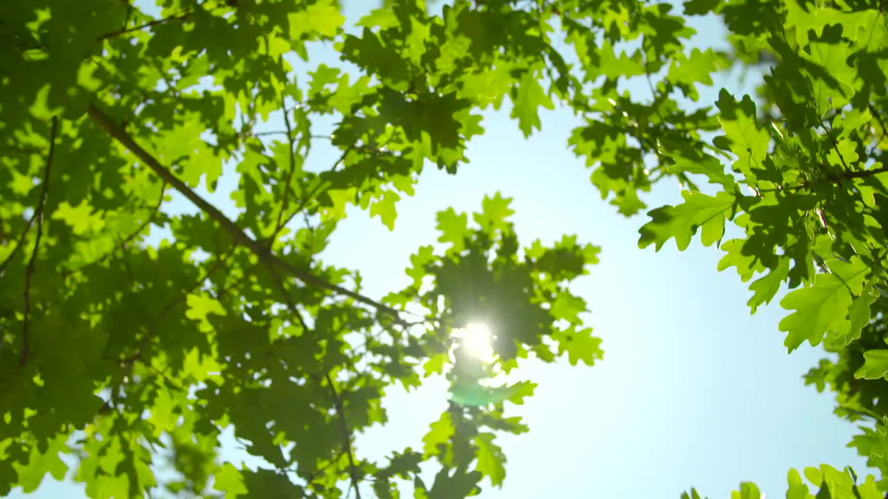 Sunlight Through Oak Tree Leaves 01