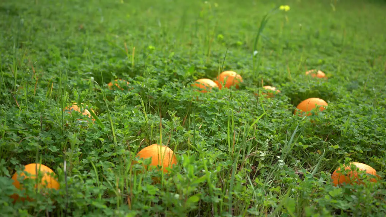 Ripe oranges appear in the shot