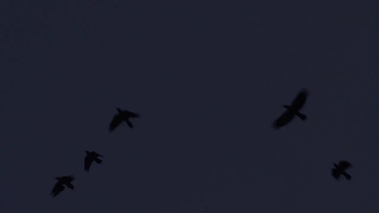 Slow motion video of Crows flying after sunset