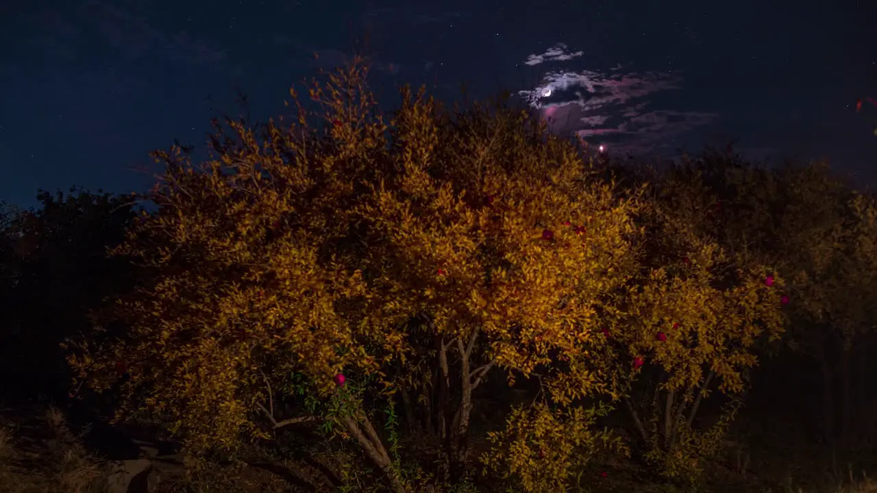 Saudi night sky and wonderful stars and moon crescent over the orange leaves pomegranate fruit tree in orchard garden harvest season in autumn in middle east Utah USA and Turkey Missouri agriculture